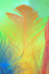 close up image on colorful feather. Concept Colorful background of nature