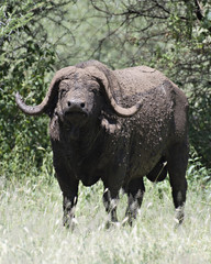 Obraz premium Water Buffalo Covered in Mud