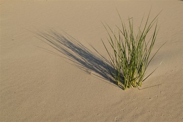 растение в пустыне
