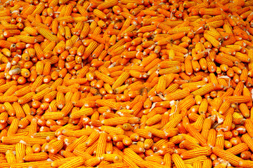 picture of raw corn.