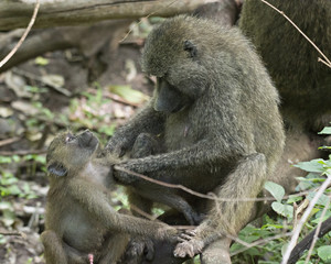 Fototapeta premium Bathtime