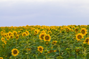 Obraz premium Sunflowers garden. Sunflowers have abundant health benefits. Sunflower oil improves skin health and promote cell regeneration