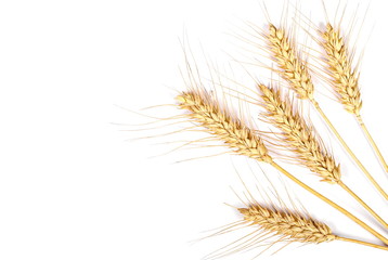 Obraz premium dry ears of wheat grain isolated on white background