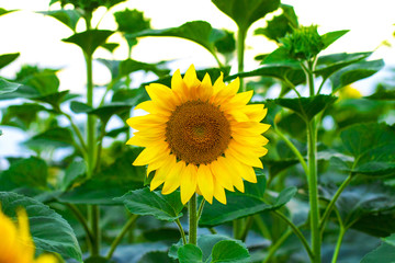 Sunflowers garden. Sunflowers have abundant health benefits. Sunflower oil improves skin health and promote cell regeneration