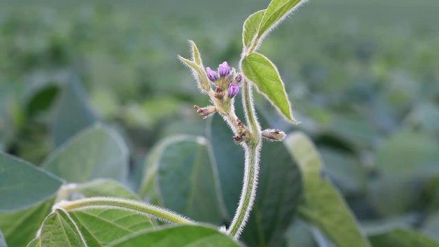 Close up video of soy blossom