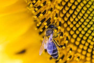 Bee on sunflower. Flower of sunflower close-up, natural background