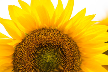 Sunflowers garden. Sunflowers have abundant health benefits. Sunflower oil improves skin health and promote cell regeneration