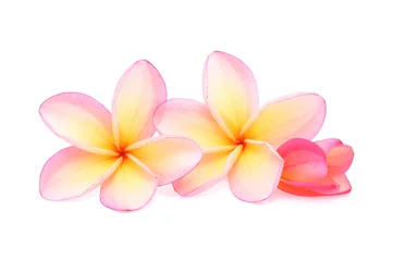 Deurstickers Tropische bloemen frangipani (plumeria) geïsoleerd op witte achtergrond © akepong srichaichana