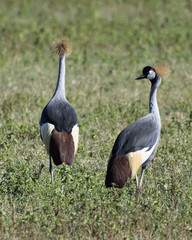 Cranes in Africa