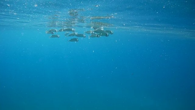 School of Mackerel feeds near the surface of the water - Abu Dabab, Marsa Alam, Red Sea, Egypt, Africa 
