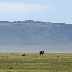 Elephant in Ngorongoro Crater