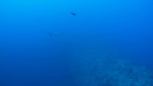 Silhouette of hammerhead shark in blue water - Abu Dabab, Marsa Alam, Red Sea, Egypt, Africa
