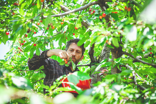 man on tree harvesting red cherry