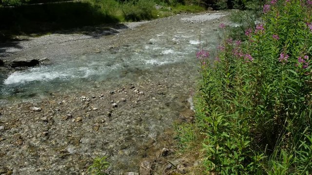 Fließendes Wasser am Bach mit lila Weidenröschen im Allgäu