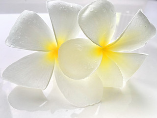 White frangipani flowers reflect
