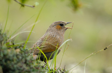 Streaked Laughingthrush (Trochalopteron lineatum) observed in Auli in Uttarakhand, India