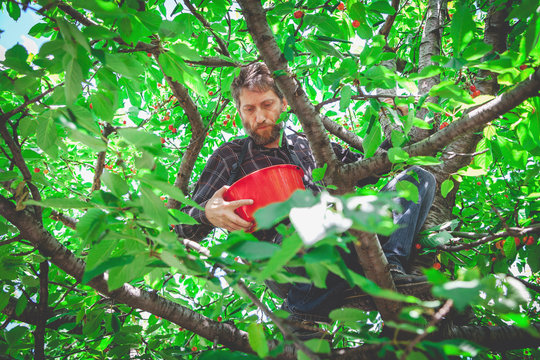 man in tree harvesting red cherry