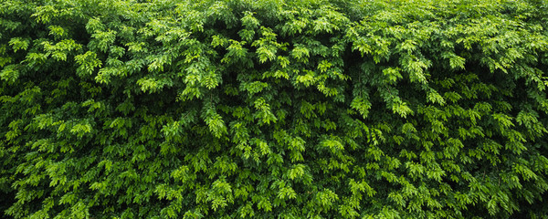 Nature green leaf background and textured, Leaves wall for background panorama