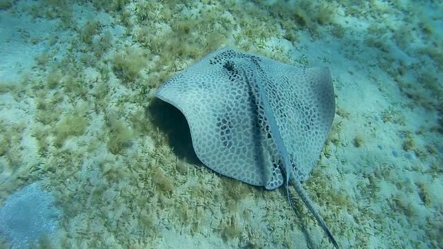 Longtail Stingray swim over the sandy bottom - Abu Dabab, Marsa Alam, Red Sea, Egypt, Africa
