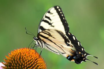 Eastern Tiger Yellow Swallowtail Butterfly on Cone Flower from My Backyard