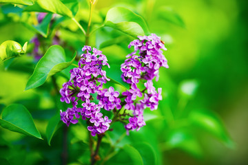 Obraz premium Photo of blossoming pink lilac flowers and green leaves in the garden. Shallow depth of field. Selective focus.