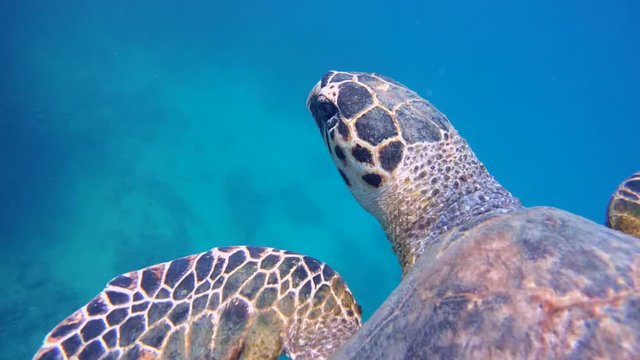 Sea turtle swim near coral reef - Abu Dabab, Marsa Alam, Red Sea, Egypt, Africa

