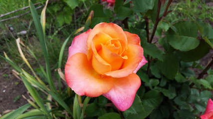 orange and red rose in the garden