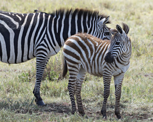 Fototapeta na wymiar Mother and Baby Zebra 4