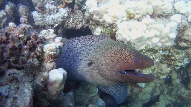 Giant Moray Eel peeking out of a coral reef - Abu Dabab, Marsa Alam, Red Sea, Egypt, Africa
