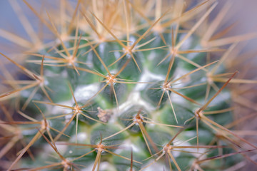Naklejka na ściany i meble Cactus / View of cactus, soft focus.