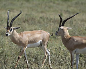 Antelope 3