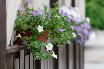 Fototapeta na wymiar Street cafe flowers and herbs decor concept. Petunia flowers at the cafe on the street