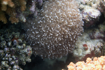 Naklejka na ściany i meble underwater world - coral reef