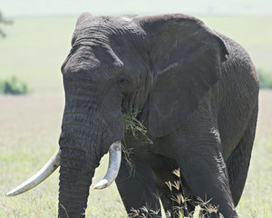 Elephant Lunch 9