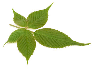Young blackberry leaf isolated on a white background with clipping path