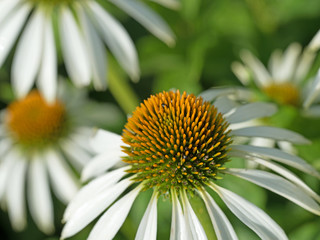 Weißer Sonnenhut,  Echinacea