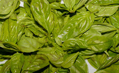 Basilikum geschnitten