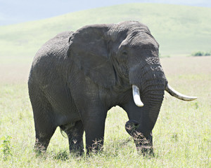 Elephant Lunch 1