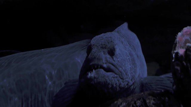 Cinematic portrait of a wolf eel.