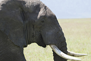 Elephant Profile 