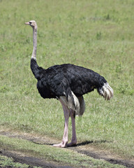 Ostrich 4