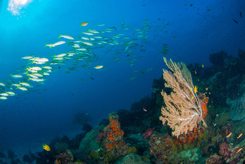 Wonderful underwater world with seafan and vibrant colors of corals and fish, Scubadiving Underwater seascape, concept.