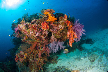 Fototapeta na wymiar Underwater coral underwater with bright color fish.Similan,North Andaman Sea,Thailand