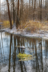 Winter early morning and forest river