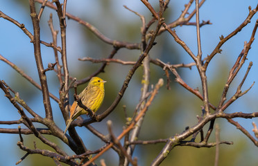 Yellowhammer (Emberiza citrinella) passerine bird singing