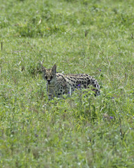 Serval Cat 9