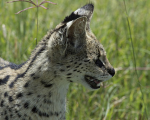 Serval Cat 6