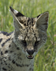 Serval Cat 5