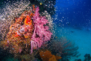 Fototapeta na wymiar Underwater soft coral underwater with bright color fish.Similan,North Andaman Sea,Thailand
