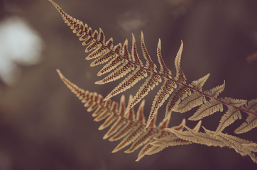 Focused green fern in forest. Nature exotic illustration